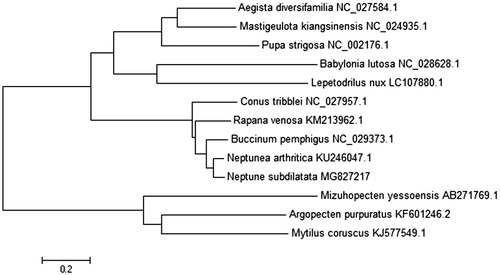Figure 1. Consensus neighbour-joining tree based on the complete mitochondrial sequence of N. subdilatata and other 12 mollusc species. The phylogenetic tree was constructed using MEGA 5.0 and DNAMAN 6.0 software by the neighbour-joining method. The numbers at the tree nodes indicate the percentage of bootstrapping after 1000 replicates.