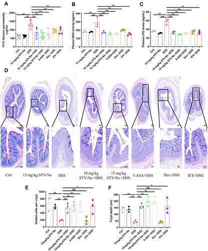 Figure 8 STV-Na improves intestinal permeability in mice with IBDs. (A) Intestinal permeability was analyzed via the intragastric administration of 4.0-kDa FITC-dextran. (B) DAO activity in plasma. (C) Endotoxin (LPS) levels in plasma. (D) Typical histological images of AB/PAS-stained colonic tissue from different groups. Scale bars, 200 μm (50 µm in the magnified images). (E) Number of goblet cells. (F) The crypt depth in each group was assessed. Data are published in terms of means ± SDs. The statistical analyses were performed with Student’s t-test or one-way ANOVA followed Turkey’s post hoc test (n = 3 to 8 mice per group; each data point represents one mouse); *P < 0.05 and **P < 0.01 in contrast to the DSS group.