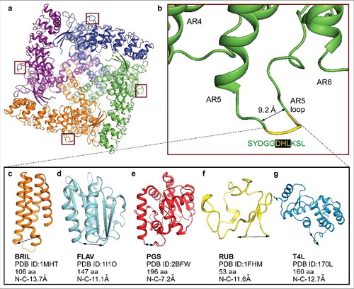 Figure 6. Ankyrin repeat fusion constructs. (a) Bottom view of the RAD-NQ tetramer with the ankyrin repeat 5 loop boxed and each monomer shown in a different color. (b) Magnified view of the ankyrin repeat 5 loop. The amino acid sequence (yellow) was replaced in each of the fusion constructs with a fusion partner. (c–g) Fusion partners inserted in the ankyrin repeat 5 loop: (c) BRIL (PDB ID: 1MHT), (d) FLAV (PDB ID: 1I1O), (e) PGS (PDB ID: 2BFW), (f) RUB (PDB ID: 1FHM) and (g) T4L (PDB ID: 170L). The double-headed arrows represent the N- to C- termini distances.