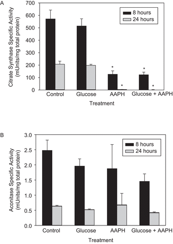 Figure 1.  The effect of 2,2′-azobis(2-amidinopropane) dihydrochloride (AAPH) on the enzymatic activity of mitochondrial citrate synthase (CS) and aconitase. Whole mitochondria were isolated from PC-12AC cells, treated with 30 mM glucose, 40 mM AAPH, or a combination of both for 8 and 24 h at 37°C and assayed for CS and aconitase activities. Ten or 100 μL of the incubation mixture was removed for the assay of CS (A) or aconitase (B) activities, respectively. Means of three independent experiments ± SEM are shown. *Significantly different from untreated controls at p < 0.001 as tested with one-way ANOVA followed by Tukey test.