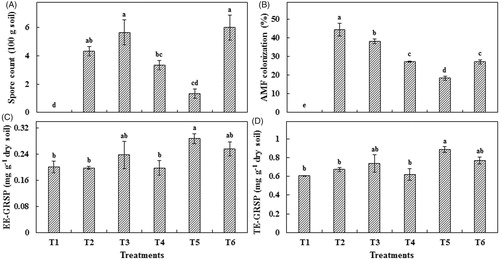 Figure 2. Mycorrhizal inoculation effect on spore production and glomalin content. (A) Spore count; (B) Mycorrhizal root colonization; (C) EE-GRSP content; and (D) TE-GRSP content. Each value represents the mean of three replicates ± standard error. T1: Control; T2: C. etunicatum; T3: Rhizophagus sp.; T4: F. mosseae; T5: G. margarita; T6: C. lamellosum.