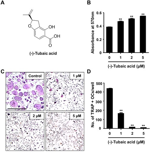 Figure 1. (-)-Tubaic acid suppresses RANKL-mediated osteoclastogenesis without inducing cytotoxicity. (A) Chemical structure of (-)-tubaic acid. (B) Bone marrow-derived macrophages (BMMs) were incubated with M-CSF (10 ng/ml) and various doses of (-)-tubaic acid, and cell viability was assessed using the MTT assay. (C) The BMMs were cultured with M-CSF (10 ng/ml) and RANKL (20 ng/ml) in the presence of (-)-tubaic acid or vehicle. After four days, the cells were stained to assess TRAP activity. Scale bar, 50 μm. (D) Quantification of TRAP-positive multinucleated cells (MNCs) with over three nuclei. **p < 0.01 versus vehicle-treated control, t-test.