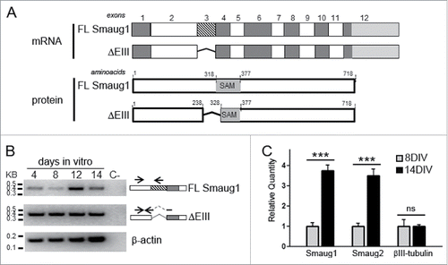 Figure 1. Smaug1 and Smaug2 variants in neurons and cell lines. (A) Schematic representation of full length (FL, NM_015589) and ΔEIII (NM_001161576) Smaug1. The ΔEIII lacks 10 amino acids in the SAM domain, which binds RNA. (B) RT-PCR of Smaug1 splicing variants. The presence of the full length and ΔEIII mRNAs was analyzed in neurons at 4, 8, 12 and 14 DIV by RT-PCR using isoform-specific primers (Material and Methods). Arrows indicate the position of each primer. C-, negative control (RNA sample with no reverse transcription). (C) Quantitative RT-PCR for total Smaug1 isoforms or Smaug2 in hippocampal neurons cultured during 8 or 14 d in vitro (DIV) was performed using the oligonucleotides indicated in Material and Methods. Results are expressed relative to β-actin mRNA levels. Both Smaug1 and Smaug2 transcripts accumulate during synaptogenesis in vitro. Error bars, s.e.m. *** p<0.001, Student's t-Test.