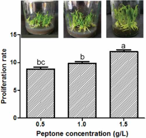 Figure 3. Effects of different concentrations of peptone on seedling rooting