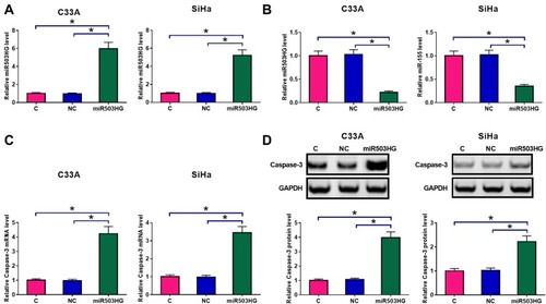 Figure 3 Overexpression of miR503HG led to altered miR-155 and caspase-3 expression. C33A and SiHa cells were transfected with a miR503HG expression vector. Overexpression of miR503HG was confirmed by qPCR at 24h post-transfection (A). qPCR results showed that miR503HG overexpression in CSCC cells led to the downregulation of miR-155 (B). In contrast, qPCR and Western blot experiments showed that miR503HG overexpression led to increased expression levels of caspase-3 at both mRNA (C) and protein (D) levels. Experiments were repeated 3 times and mean values were presented (*p<0.05).