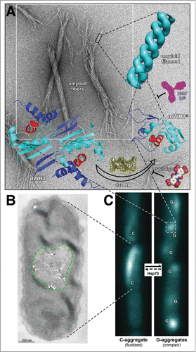 Figure 1 (See next page). Overview of RepA-WH1 amyloidogenesis, remarking hierarchical assembly in vitro (A) and phase transitions in vivo (B,C). (A) Stable dimers of RepA-WH1 (dWH1) undergo a structural transformation upon transient, low affinity binding to dsDNA, thus resulting in metastable, aggregation-prone monomers (mWH1*).Citation13 The core of the WH domain is colored cyan, whereas segments showing significant conformational changes are in blue. The amyloidogenic peptide L26VLCAVSLI34 is depicted in red, with the side-chain of the hyper-amyloidogenic mutant residue A31V shown as spheres.Citation17 Binding of dsDNA (yellow) to dWH1 disrupts the dimerization interface, thus generating partially unfolded mWH1* monomers which assemble as helical amyloid tubular filaments.Citation17,27 Binding of RepA-WH1 to dsDNA, and thus amyloidogenesis, can be competed by molecules of S4-indigo (spheres),Citation18 whereas the conformation specific antibody B3h7 (magenta) inhibits the assembly of RepA-WH1 oligomers into filaments.Citation38 Filaments further associate laterally and coil to generate the mature amyloid fibers (background EM).Citation17,27 (B) Electron micrograph showing an ultra-thin section through an E. coli cell incubated with the B3h7 antibody (arrows/dots: gold-conjugated secondary anti-mouse antibody), which reveals the preferential location of pre-amyloidogenic RepA-WH1 aggregates at the nucleoid (N; green dashed line).Citation38 A fluidized C-type aggregate hydrogel is also outlined (cyan dotted line).Citation39 (C) E. coli cells growing in microfluidic channels and expressing the prionoid.Citation39 RepA-WH1 amyloid aggregates show two distinct appearances, i.e. single comet-like (C) aggregates behaving as a fluidized hydrogel that readily splits on cell division; or multiple globular (G) cytotoxic aggregates with the compactness characteristic of typical amyloid plaques.Citation39 While the phase transition from the C to the G aggregates occurs spontaneously in vivo, the reverse uphill transition is promoted by a single cell factor: the Hsp70 chaperone DnaK.Citation39