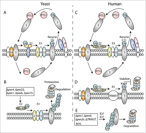 Figure 1. Role of PEX5 ubiquitination in import of peroxisomal matrix proteins in yeast (A-B) and human (C-E). (A, C) Role of cysteine-mono-ubiquitination in PTS receptor recycling in yeast Pex5 (A) and human PEX5 (C). PEX5 recognizes the cargo proteins in the cytoplasm and transports them into peroxisomes after interacting with the peroxisome-associated, docking proteins, such as PEX13 and PEX14. The cargos are released from PEX5 in the matrix. PEX5 is then recycled back to the cytoplasm for subsequent rounds of import by AAA+ ATPases, PEX1 and PEX6, which are anchored to the peroxisome membranes through the PMPs, Pex15 (in yeast) and PEX26 (in humans). This depends on mono-ubiquitination of PEX5 at the C6 (in yeast) and C11 (in humans), which is achieved through an E2 enzyme (Pex4), anchored to the peroxisomal membrane by Pex22, and E3 ligases (Pex2, Pex10 and Pex12) in yeast, and through the UbcH5 (E2) and PEX2, PEX10, PEX12 (E3) proteins in humans. (B) Role of lysine poly-ubiquitination in Pex5 degradation (RADAR pathway) in yeast. When the normal recycling pathway is blocked in Δpex1, Δpex6 or Δpex15 mutant strains or due to an impairment of the mono-ubiquitination step in Δpex4 or Δpex22 strains, Pex5 is poly-ubiquitinated instead by Ubc4/5 (E2) and the Pex2, Pex10, Pex12 (E3) complex at the peroxisome membrane. This targets Pex5 for degradation via proteasomes. (D) Role of TRIM37-mediated mono-ubiquitination in PEX5 stability in humans. Mono-ubiquitination of PEX5 at K464 by UbcH5 (E2) and TRIM37 (E3) stabilizes PEX5 by inhibiting its proteasome-mediated turnover, thereby enhancing import of peroxisomal matrix proteins. (E) Role of lysine poly-ubiquitination in PEX5 degradation in humans. Multiple mutations, such as pex1, pex6, pex26 or TRIM37 deficiencies, or abnormal signals, such as high levels of ROS, relieve the negative regulation of PEX5 degradation by TRIM37, making PEX5 susceptible to poly-ubiquitination at other sites (presumably at unmapped lysines), followed by its proteasomal degradation.