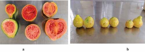 Figure 1. A- Cross-sectional view of the ripe pear-shaped, round, and ovoid red-fleshed guavas. B- Ovoid, round and pear-shaped whole white-fleshed guavas.