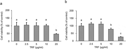 Figure 5. Effect of 0–20 µg/mL TRF treatment on cell viability of MG-63 cells after 24 h (a) or 48 h (b).Cell viability of MG-63 cells was analyzed by WST-1 assay. Data are mean ± SD, n = 5. Bars with different letters differ significantly by Tukey-Kramer’s test (p < 0.05).