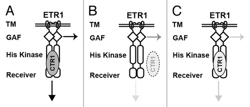 Figure 2. A model for possible modulation of the ETR1 receptor signaling by CTR1. (A) The docking of CTR1 to the ETR1 receptor facilitates receptor signaling by the N terminus and histidine kinase (HK) domain. (B) Without the docking of CTR1 to the ETR1 HK domain, ETR1 receptor signaling is partly mediated by the N terminus but not HK domain. (C) When associated with CTR1 of reduced kinase activity, the ETR1 receptor signaling mediated by N and C termini is attenuated. Arrows indicate ethylene receptor signaling and shading indicate different levels of strength in receptor signal output (arrows) or CTR1 kinase activity (ovals). Dotted lines indicate the absence of receptor signaling (arrow) or ETR1–CTR1 association (oval). TM, transmembrane domain.