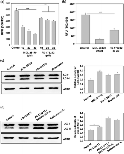 Figure 7. Effect of PD-173,212 on CAPN activity. (a) SHSY5Y cell lysate was incubated with the indicated concentrations of PD-173,212 for 30 min and CAPN activity was assessed and represented as relative fluorescence units (360/450). A known inhibitor of CAPN, MDL-28,170, was used as a positive control. (b) Purified human CAPN (1 µg) was incubated at 37°C for 30 min with MDL-28,170 (30 µM), PD-173,212 (30 µM) and solvent vehicle control and CAPN activity was assessed using CAPN substrate (Suc-LLY-AMC) as described in the Materials and Methods section. (c and d) Western blot analysis of LC3-II upon treatment with PD-173,212 (30 µM) for 8 h in presence and absence of bafilomycin A1 (400 nM). LC3-I to LC3-II conversion is illustrated by LC3-II:ACTB ratios in bar graphs as in insets. Data are representative and mean ± SD from 3 independent experiments. *p < 0.05 **p < 0.01 ***p < 0.001 as compared to control.