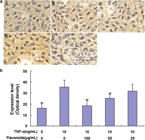Figure 7. Effect of total flavonoids from Dracocephalum moldavica on TNF-α-induced NF-κB expression in rat VSMCs. (A) Immune staining for NF-κB p65 expression in VSMCs in culture. (i) Cells with no treatment; (ii) cells treated with TNF-α (10 ng/mL); (iii) cells treated with TNF-α (10 ng/mL) and total flavonoids (100 μg/mL); (iv) cells treated with TNF-α (10 ng/mL) and total flavonoids (50 μg/mL); (v) cells treated with TNF-α (10 ng/mL) and total flavonoids (25 μg/mL). (B) Staining was quantified as optical density using an automated image analysis system. Values are represented as mean ± SEM (n = 6). Asterisk indicates a significant difference as compared to TNF-α alone group. *p < 0.05; **p < 0.01.