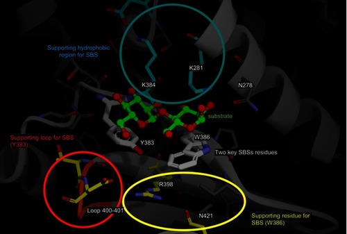 Figure 8 The summary of SBS modification in MT3. The substrate is shown in green, the two key SBSs are shown in gray, and the supporting hydrophobic region, supporting loop, and supporting residues are shown in the blue, red, and yellow circles, respectively.