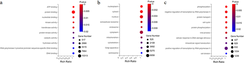 Figure 4 Targets of upregulated and downregulated differentially expressed exosomal miRNAs according to the GO analysis. Enriched GO terms in the molecular function (a), cellular component (b), and biological process (c) categories.