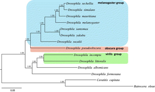 Figure 1. Phylogeny of Drosophila constructed using the Bayesian inference method by analyzing 13 protein-coding genes (PCGs). Values at each node specify Bayesian posterior probabilities in percent. The scale bar indicates number of substitutions per site. Two species of Tephritidae were included as outgroups. GenBank accession numbers are as follows: D. suzukii, KU588141; D. albomicans, KT119344; D. incompta, KM275233; D. littoralis, FJ447340; D. pseudoobscura, FJ899745; D. mauritiana, AF200830; D. santomea, KF824856; D. sechellia, AF200832; D. simulans, AF200833; D. yakuba, NC_001322; D. melanogaster, KJ947872; D. formosana, KR265324; Ceratitis capitate, NC_000857.1 and Bactrocera oleae, NC_005333.1.