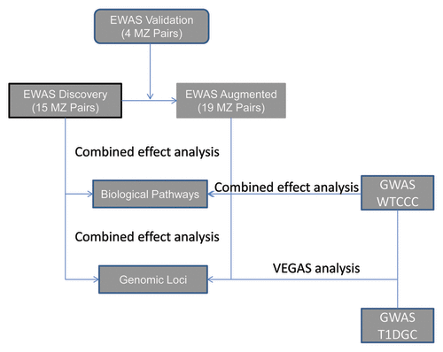 Figure 2. Flowchart of EWAS and GWAS data sets and analysis procedures. Individual level genome-wide methylation data of a total of 19 monozygotic twin (MZ) pairs, discordant in T1D disease status, were available for the combined effect analysis either at locus-level or across individual biological pathways. Individual level genotype from the WTCCC-T1D GWAS (1963 T1D cases vs. 2938 controls) were also subject to similar analysis. For the T1DGC GWAS study (4041 T1D cases vs. 2604 controls), only genome-wide summary results were available. The list of genome-wide trend test P values of individual SNPs from both the T1DGC and WTCCC studies were used to generate locus level effect using the VEGAS program for cross-validation.