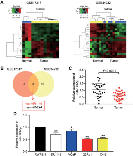 Figure 1 miR-149-5p expression was reduced in Human prostate tissues and cell lines. (A) The differentially expressed miRNAs from GSE17317 and GSE34932 were analyzed by Limma package. (B) miR-149 and miR-224 were screen out from GSE17317 and GSE34932 using Venny 2.1.0. (C) The expression of miR-149-5p was detected by qRT-PCR in PCa tissues (n=30) compared with normal prostate tissues (n=30). (D) The expression of miR-149-5p was measured in PCa cell lines (Du l45, VCaP, 22Rv1 and C4-2) and normal prostate cell line (RWPE-1). *P < 0.05, **P < 0.001 versus RWPE-1. Paired Student’s t-test was used for the difference analysis in panel C, One-way ANOVA was used for the difference analysis in panel D.