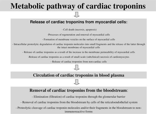 Figure 2 Metabolic pathway of cardiac troponins.