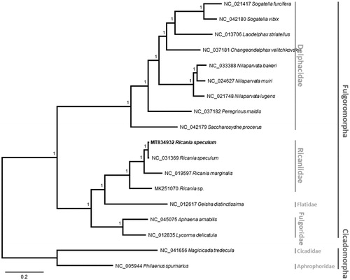 Figure 1. Bayesian inference (1,000,000 generations) phylogenetic tree of 16 Fulgoromorpha mitochondrial genomes: Ricania speculum (this study, MT834932), Ricania speculum (NC_031369), Ricania marginalis (NC_019597), Ricania sp. (MK251070), Geisha distinctissima (NC_012617), Aphaena amabilis (NC_045075), Lycorma delicatula (NC_012835), Sogatella furcifera (NC_021417), Sogatella vibix (NC_042180), Laodelphax striatellus (NC_013706), Changeondelphax velitchkovskyi (NC_037181), Nilaparvata bakeri (NC_033388), Nilaparvata muiri (NC_024627), Nilaparvata lugens (NC_021748), Peregrinus maidis (NC_037182) and Saccharosydne procerus (NC_042179) and two out group species: Magicicada tredecula (NC_041656) and Philaenus spumarius (NC_005944). Numbers above branches indicate the posterior probability values of Bayesian inference. Family and infraorder names were displayed with gray bars in the right side of phylogenetic tree.