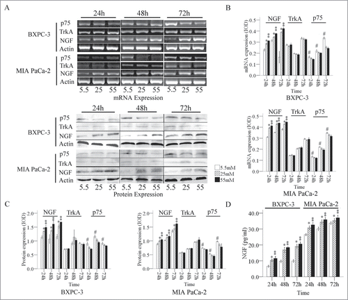 Figure 1. Expression of NGF and its receptors in PanCa cells at the mRNA and protein levels. (A) The mRNA and protein ODs were normalized to actin. Expression of NGF and its receptors mRNA (B) and protein (C) in PanCa cells in response to increased glucose concentrations ranged from 5.5 mM to 55 mM. (D) The levels of NGF in the culture media of BxPC-3 and MIA PaCa-2 in response to increased glucose concentrations determined by ELISA. *P < 0.05 (25 mM versus 5.5 mM); **P < 0.01 (55 mM vs. 5.5 mM); #P < 0.05 (5.5 mM versus 25 mM and 55 mM).