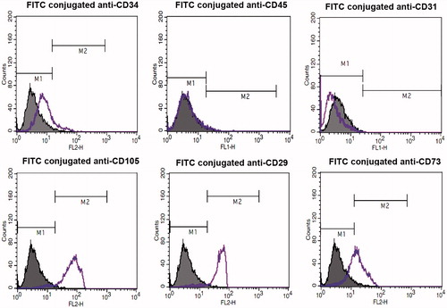 Figure 3. Flow cytometric analysis of the isolated hEnSCs for mesenchymal stem cell markers (CD105, CD29, and CD73), hematopoietic markers (CD34 and CD45) and endothelial marker(CD31). As shown, the isolated cells are positive for CD105, CD29, and 73 and are negative for CD34, CD45, and CD31.