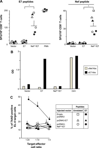 Figure 3 The inoculation of Nefmut/E7 DNA vector induces an E7-specific CD8+ T-cell immune response in the absence of antibody production.Notes: (A) CD8+ T-cell immune response in mice inoculated with DNA vectors expressing either E7, Nefmut/E7, or empty vector. C57 Bl/6 mice (six per group) were inoculated two times with the different DNA vectors. At the time of sacrifice, 105 splenocytes were incubated overnight with or without 5 μg/mL of either unrelated (not shown) E7- or Nef-specific nonamers in triplicate IFN-γ Elispot microwells. As control, cells were incubated with 5 ng/mL of PMA plus 500 ng/mL of ionomycin. Shown are the number of IFN-γ SFU/105. Intergroup mean + SD of SFU are also reported. The results are representative of three independent experiments. *P<0.05. (B) Anti-Nef and anti-E7 antibody detection in 1:10 diluted plasma from mice inoculated with the indicated DNA vectors. As internal positive control standard (Ctrl+), 1:10,000 dilutions of plasma from mice injected with 10 μg of either recombinant E7 or Nef proteins plus adjuvant were used. Shown are the mean absorbance values of triplicates of plasma pooled from six mice per group. (C) CTL assay carried out with CD8+ T-cells from mice inoculated with the indicated vectors. CD8+ T-cells were isolated from pooled splenocytes, cultured in duplicate for 6 hours at 20:1, 10:1, and 5:1 cell ratios with EL-4 cells previously labeled with CFSE, and treated with either unrelated or E7 peptides for 16 hours. Six hours later, EL-4 cell mortality was scored by FACS analysis upon 7-AAD labeling. Shown are the mean values + SD as calculated from four independent experiments. *P<0.05.Abbreviations: CTL, cytotoxic T lymphocyte; FACS, fluorescence-activated cell sorting; OD, optical density; PMA, phorbol 12-myristate 13-acetate; SFU, spot-forming unit.