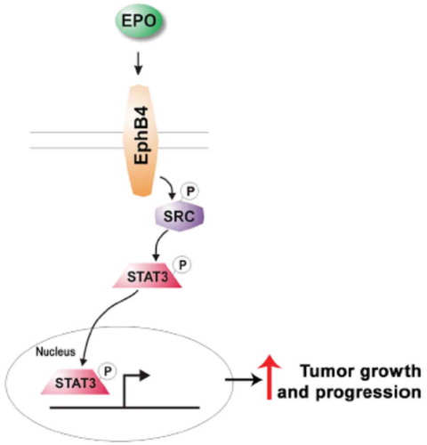 Figure 1. rhEPO-mediated EphB4 activation triggers downstream signaling via STAT3 and induced tumor growth and progression.