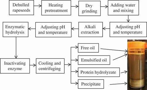 Figure 1. The flow chart for aqueous enzymatic extraction of rapeseed oil.