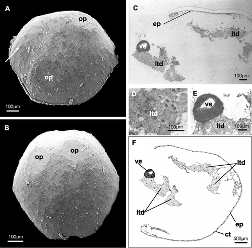 Figure 4 Five‐day preancestrula. A, B, SEM photographs. A, specimen with two opercular outlines situated in opposite (contralateral) positions (visible under the external cuticle). The calcified trabecular structure of the frontal wall is somewhere perceivable under the external cuticle (arrow); B, specimen with two opercular outlines situated near each other (ipsolateral); C–E, histological sections. C, preancestrula in toto; D, larval tissues in degeneration; E, vesicle that will form the polypide structures in the next stages; F, schematic drawing of the preancestrular structure. ct, external cuticle; ep, epidermis; ltd, larval tissues in degeneration; op, opercular outlines; ve, vesicle (polypide primordium).