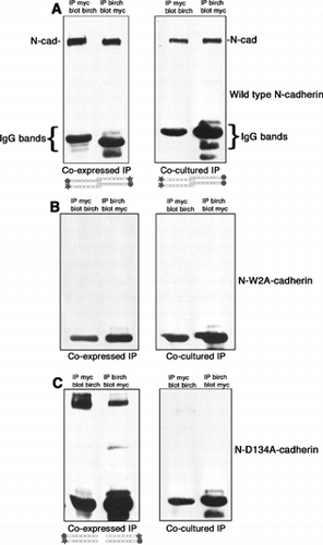 Figure 4 Analysis of dimer formation by N-cadherin mutant proteins. Left hand panels: A431D cells expressing both myc-tagged and birch-tagged versions of wild type N-cadherin (A), the W2A mutant N-cadherin (B), or the D134A mutant N-cadherin (C) were extracted in buffer without EDTA to preserve cadherin interactions, and immunoprecipitations were done with either anti-myc tag or anti-birch tag. The immunoprecipitation reactions were resolved by SDS-PAGE and immunoblotted with antibodies against the other-tag, (i.e., lane 1 was immunoprecipitated with antibodies against the myc tag and immunoblotted with antibodies against the birch tag as noted above the lane). A. Antibodies against the myc tag effectively coimmunoprecipitated birch tagged wild type N-cadherin and vice versa, indicating that wild type N-cadherin can form cis and/or trans dimers as diagramed below the gel. B. Antibodies against the myc tag could not coimmunoprecipitate the birch-tagged W2A mutant N-cadherin and vice versa, indicating that the W2A mutant cannot make cis dimers or trans dimers. C. Antibodies against the myc tag effectively coimmunoprecipitated the birch-tagged D134A mutant N-cadherin and vice versa, indicating that wild type N-cadherin can form cis dimers as diagramed below the gel. We know this coimmunoprecipitation is not due to trans dimers because of the experiment shown on the right hand side of the figure and explained below. Right hand panels: A431D cells expressing myc-tagged wild type N-cadherin (A), the W2A mutant N-cadherin (B), or the D134A mutant N-cadherin (C), were cocultured with A431D cells expressing the birch-tagged version of the same construct. The cocultures were extracted and processed as described above. A. Antibodies against the myc tag effectively coimmunoprecipitated birch-tagged wild type N-cadherin and vice versa, indicating that wild type N-cadherin can form trans dimers as diagramed below the gel. In this case, we are certain that they are trans dimers, as this is the only way the two tags could coimmunoprecipitate. B. Antibodies against the myc tag could not coimmunoprecipitate the birch-tagged W2A mutant N-cadherin and vice versa, indicating that the W2A mutant cannot make trans dimers. C. Antibodies against the myc tag could not coimmunoprecipitate the birch-tagged D134A mutant N-cadherin and vice versa, indicating that the D134A mutant cannot make trans dimers. This experiment confirms that the D134A mutant can make cis dimers since the gel on the left shows coimmunoprecipitation of the tags. Diagramed below the gels are the dimers presumably seen in the blots.