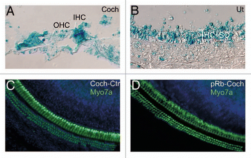 Figure 10 Acute Rb1 deletion does not result in proliferation or cell death in adult inner ear. (A and B) X-gal staining of adult inner ear, which were derived from a cross between ER-Cre and Rosa26 and injected with 4OH-TM, showed labeling in most adult cochlear cells (A) and utricular hair cells (HC) and supporting cells (SC) (B). (C and D) Adult ER-Cre-Rb1flox/flox mice injected with 4OH-TM showed normal number and distribution of cochlear hair cells (D), identical to that in 4OH-TM injected control adult ER-Cre-Rb1flox/+ mice (C), demonstrating that pRb blockade alone is not sufficient to induce proliferation or cell death. Blue staining is DAPI.