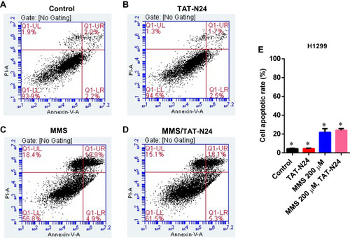 Figure 7 The enhancement of MMS-induced apoptosis by TAT-N24 peptide in H1299 cells. (A–D) Flow cytometric assays of MMS-treated H1299 cells in the presence of different concentrations of TAT-N24 peptide. Control: TAT. (E) Significant difference analysis on effects of TAT-N24 on MMS-induced apoptosis in the presence of 200 µM MMS and 50 µg/mL TAT-N24 in the cells cultured for 36 hrs. Data are mean ± SEM. N = 3 independent experiments; *p < 0.05 compared with the control group.