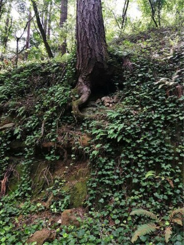 Figure 2. Redwood roots at the Delavenga forest. Image: Marilia Kaisar, 2020.