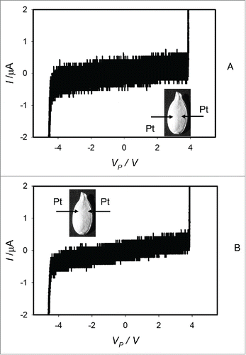 Figure 3. Cyclic voltammetry of dry dormant Cucurbita maxima L. cv. Warty Goblin (A) and Cucurbita maxima L., cv Jarrahdale (B) seeds. Bipolar sinusoidal wave with an amplitude of ± 5.5 V. The frequency of electrostimulation was 1 mHz (1000 scans/s, 1,000,000 scans). Position of platinum electrodes inserted in a seed through its coat is shown.
