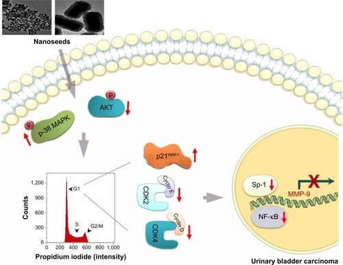 Figure 9 Au@Pt-NS-mediated molecular events that lead to suppression of MMP-9 in EJ cancer cells.Abbreviations: Au@Pt-NSs, gold@platinum nanoseeds; MAPK, mitogen-activated protein kinase; MMP, matrix metalloproteinase.