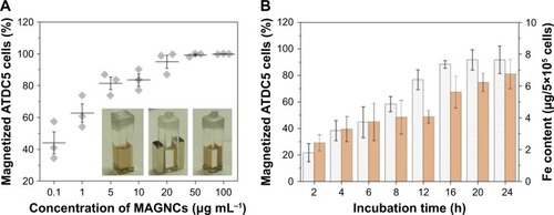 Figure 3 Magnetization of ATDC5 cells.Notes: (A) Evaluation of the ratio of the magnetized cells after incubating ATDC5 cells with various MAGNC concentrations for 24 h. (B) Evaluation of the magnetized cells and the cell-associated Fe content by incubating ATDC5 cells with MAGNCs (20 μg mL−1) for 2, 4, 6, 8, 12, 16, 20, and 24 h.Abbreviation: MAGNCs, magnetic amphiphilic gelatin nanocapsules.