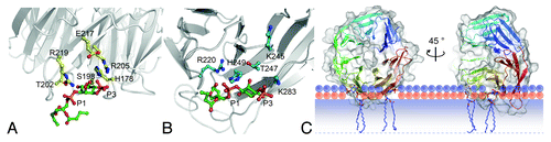 Figure 1. Docking of PtdIns3P into binding site 1 (A) and 2 (B) of K. lactis Hsv2. (C) Docking studies suggest binding of PROPPINs perpendicular to the membrane. Note that parts of the protein are predicted to insert into the membrane. The phosphates of the phospholipids are shown in orange; their polar groups in violet. The shaded bar depicts the hydrophobic part of the membrane. Only the upper membrane leaflet is shown. The figures are adopted from Krick et al. PNAS 109:E2042.