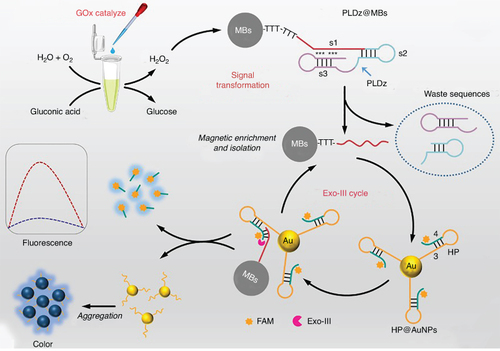 Figure 1. The working mechanism of the proposed method for sensitive and dual-mode glucose detection.