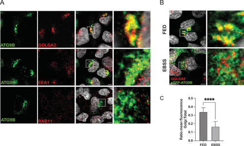 Figure 6. ATG9B intracellular localization and dispersal upon starvation. (A) Representative images of immunofluorescence experiments in HEK293A cells transiently over-expressing eGFP-ATG9B and stained for GOLGA2/GM130 as a Golgi marker, EEA1 as an early endosomal marker and RAB11 as a recycling endosomal marker. (B) Representative images of immunofluorescence experiments in HEK293A cells transiently over-expressing eGFP-ATG9B and stained for GOLGA2 as Golgi marker in fed or 2 h EBSS starvation conditions. Merge of green (eGFP-ATG9B) and red (GOLGA2) is shown. (C) quantification from 3 independent experiments of ATG9B dispersal as ratio between Golgi:total fluorescence comparing fed/starvation conditions. Error bars are SD. Statistical analysis was done using t-test; ****, p ≤ 0.001. Scale bar: 5 µm.