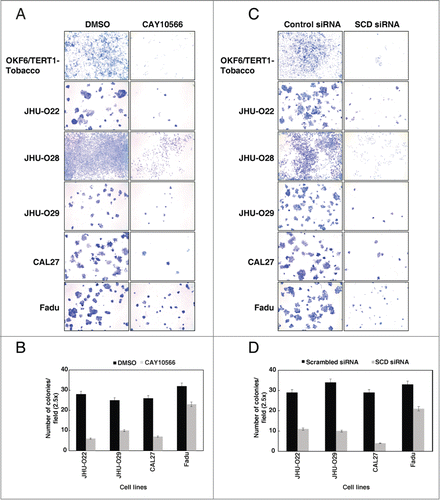 Figure 5. Inhibition of SCD reduces the colony formation ability of oral keratinocytes chronically exposed to chewing tobacco and HNSCC cells. (A) Colony formation ability of the OKF6/TERT1-Tobacco and HNSCC cells were decreased after inhibition of SCD activity using CAY10566 (10 µM). (B) A graphical representation of the same. (C) siRNA-mediated silencing of SCD resulted in decreased colony forming ability of OKF6/TERT1-Tobacco and HNSCC cells. (D) A graphical representation of the same.