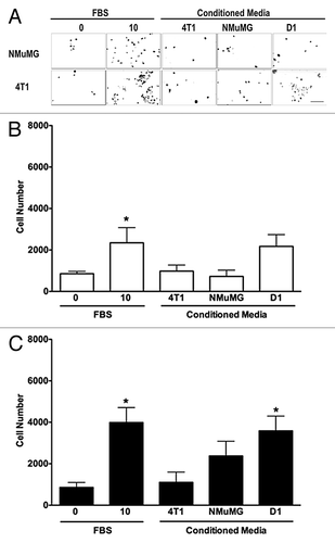 Figure 2. D1 mesenchymal stem cell conditioned media promotes the invasion of 4T1 cells but not NMuMG cells. Invasion of NMuMG and 4T1 breast cells placed in the upper chamber of Matrigel®-coated transwells toward a bottom chamber filled with conditioned media (1:1 dilution) collected from 4T1, NMuMG, or mesenchymal stem D1 cells was evaluated following a 24-h incubation. Representative microphotographs of NMuMG and 4T1 cells labeled with the vital nuclear dye Hoechst that migrated through Matrigel®-coated transwell membranes toward lower compartments filled with each treatment are presented (A). All microphotographs were taken in the same conditions of fluorescence and magnification (bar scale = 100 μm, lower right), converted to gray scale and inverted. Serum-free (0% FBS) and 10% FBS media were used as negative and positive control, respectively. The invasion was evaluated by counting the number of NMuMG (B) and 4T1 (C) cells on at least 5 representative pictures for each condition. The number of cells was then normalized to the surface area of the transwell membrane. Data were analyzed by one-way ANOVA and differences between treatment groups tested using the Student Newman–Keuls post-hoc test. *P < 0.05 compared with cells migrating toward media (0% FBS) alone.