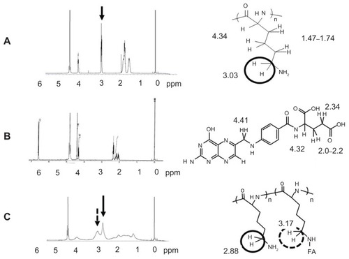 Figure 2 1H NMR spectra of (A) PLL, (B) FA, and (C) F–PLL.Abbreviations: FA, folic acid; F-PLL, folate-poly(L-lysine); ppm, parts per million.