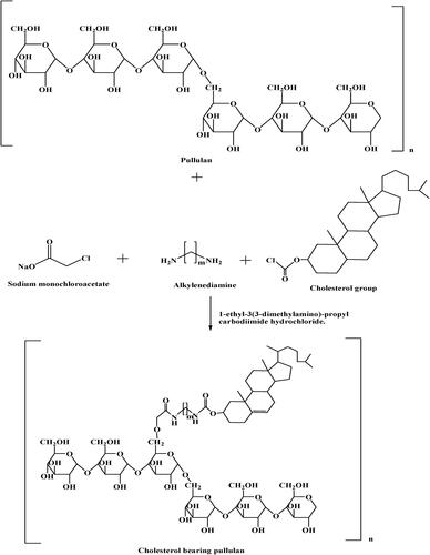 Figure 4. Synthetic scheme for cholesterol bearing pullulan.