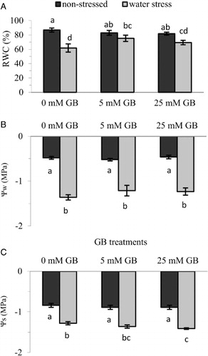 Figure 6 Effect of foliar application of GB on: A, relative water content (RWC); B, leaf water potential (Ψw); and C, solute potential (Ψs) of pepper seedlings grown under optimum and water stress conditions. Vertical bars represent mean ± SE (n = 8).