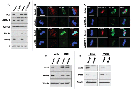 Figure 1. MAD2 regulates AURORA B-mediated mitotic phosphorylation of histone H3. (A). HeLa cells were transfected with control, MAD2 siRNA or AURORA B siRNA for 48 hours, followed by immunoblotting with anti-MAD2, anti-AURORA B and anti-TUBULIN antibodies for control. The phosphorylation status of histone H3 residues serine 10 and serine 28 were probed with phospho-site specific antibodies. Histone H3 Western blotting was performed as a control. (B). Immunofluorescence analysis of control and MAD2 siRNA transfected HeLa cells was performed with the specific antibodies to visualize phosphorylation status of histone H3 (S10 and S28) during metaphase. DNA was stained with Hoechst. (C). AURORA B siRNA transfected HeLa cells were analyzed as in B. Scale bar is 10 microns. (D). HeLa cells were transfected with either control or MAD2 siRNA for 48 hours. The control and siRNA transfected cells (24 hours after first transfection) were then co-transfected with either vector or MAD2 expression plasmid (that is RNAi-resistant) for another 24 hours. The cells were then immuno-blotted with anti-MAD2, anti-phospho-H3S28 and anti-TUBULIN antibodies. (E). HeLa cells and WiT49 cells were transfected with either control or MAD2 siRNA for 48 hours and Western blotting was done with anti-MAD2, anti-phospho-H3T3 and anti-TUBULIN antibodies.
