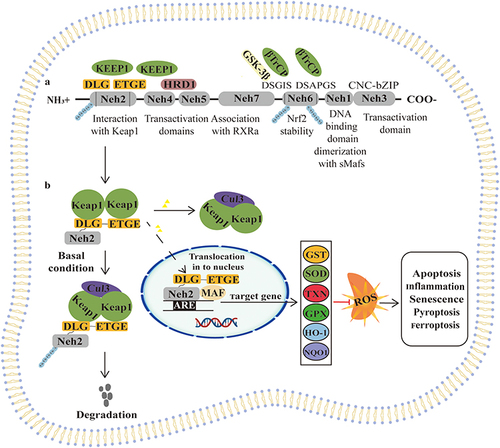 Figure 1 Nrf2 signaling pathway.