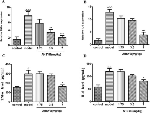 Figure 8. Effect of AHSYB on the mRNA expression (A and B) and protein level (C and D) of cytokines TNF-α and IL-6 in cerebral cortex of rats with acute permanent cerebral ischemia. (A and B) Data are presented as mean ± S.D (n = 6), ΔΔΔp < .001 versus control group, ** p < .01, ***p < .001 versus model group. (C and D) Data are presented as mean ± S.D. (n = 6), Δp < .05, ΔΔp < .01 versus control group, *p < .05 versus model group.