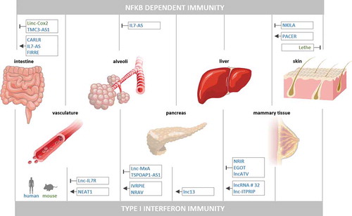 Figure 2. LncRNAs in NFκB- and type I IFN-activating PRR responses outside the phagocyte system. Murine (green) and human (blue) lncRNAs, reported to positively or negatively control activation of NFκB- or type I IFN-driven innate immune responses in intestinal, vascular, alveolar, pancreatic, hepatic, mammary or fibroblast cells are shown