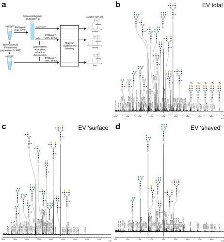 Figure 3. Schistosomula EV-surface N-glycans include DC-SIGN ligands.