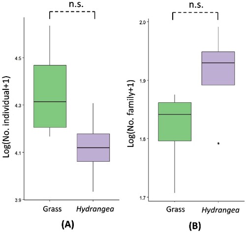 Figure 4. Abundance (A) and richness (family-level) (B) of arthropods in crab apple orchards between Hydrangea intercropping and grass ground cover. To achieve normal distribution, data of abundance and richness were transformed into the log (x + 1). Above each box plot, n.s. indicates no significance. Bars represent the interquartile range with the median value. Vertical solid lines indicate the minimum and maximum values.